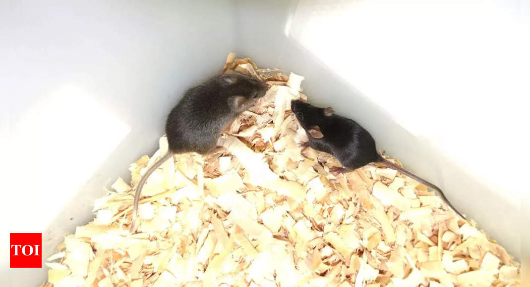 Can two male mice raise healthy offspring? Chinese researchers break the barriers— know how