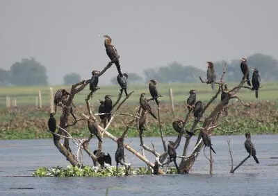4 more wetlands in India get Ramsar tag, Jharkhand and Sikkim get their first ones in the list
