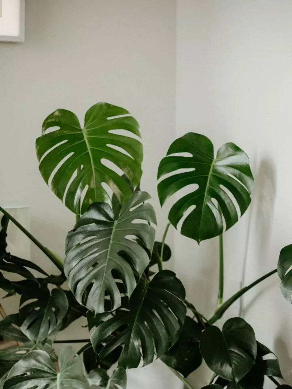 plants for office indoor Luxury Office Plant Bundle main image 1