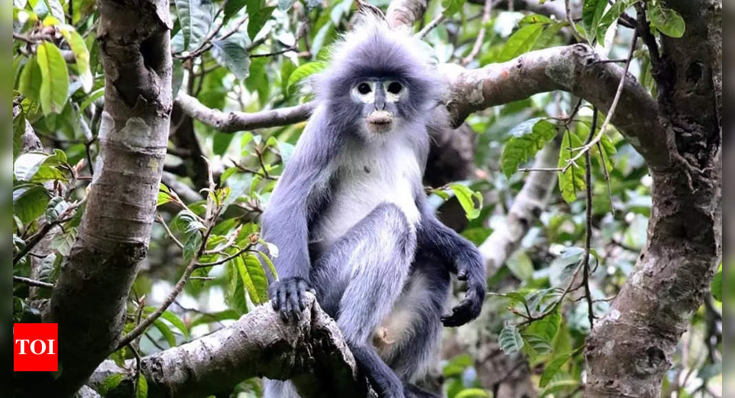 This newly identified species of monkey is already on the verge of extinction; know why