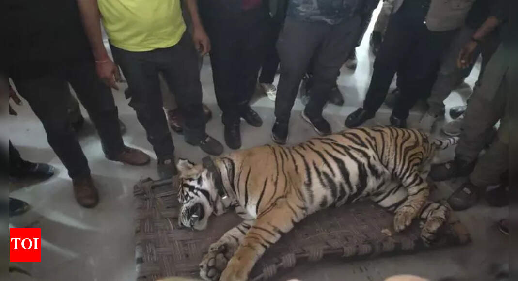 Gender imbalance, poor surveillance claim young tiger’s life in Ramgarh ...