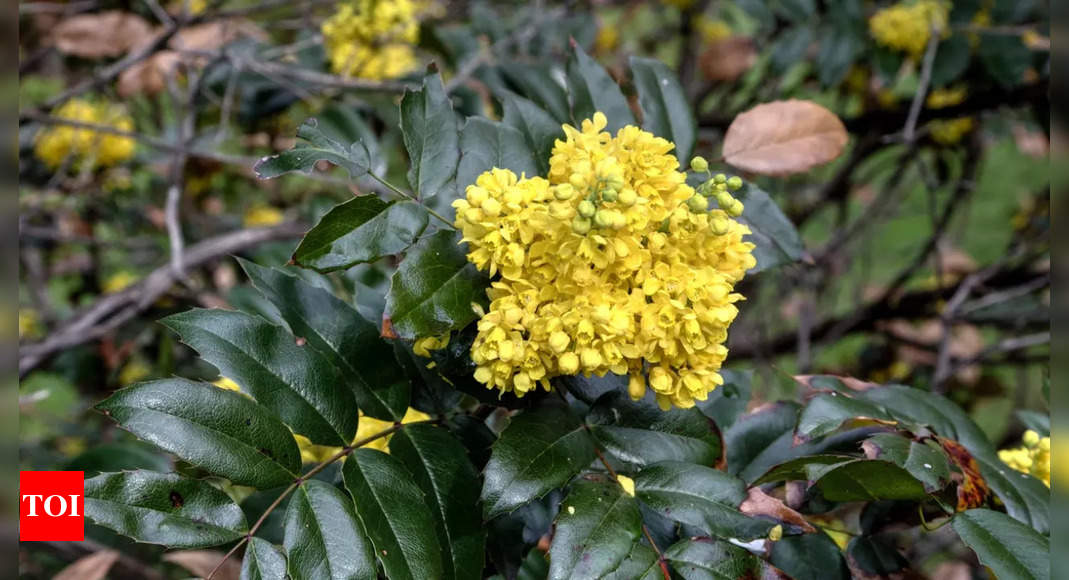 ​Is berberine the ‘nature’s Ozempic’?