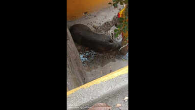 5 injured in wild boar attack in Ganjam