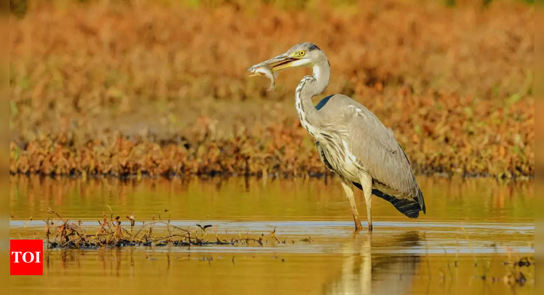 Four more wetlands declared Ramsar Sites in India ahead of World Wetlands Day