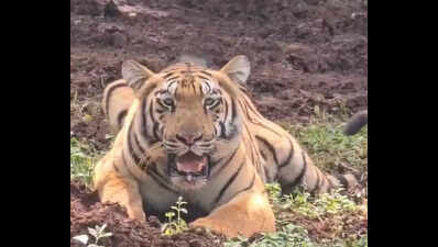Yamuna taking time to acclimatise with Similipal habitat: Experts