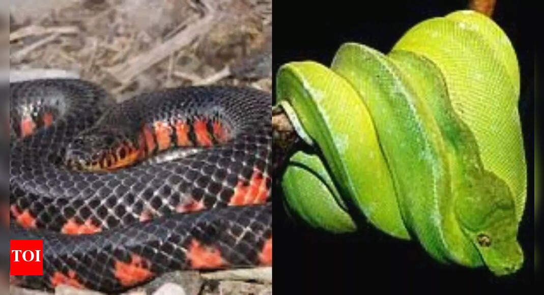 2 color changing snakes that will blow your mind with their ...
