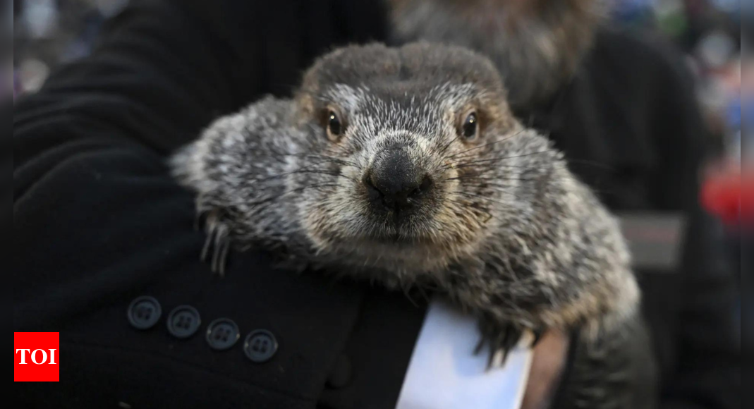 Punxsutawney Phil sees his shadow in Groundhog Day winter prediction; Peta wants to replace him with vegan cake