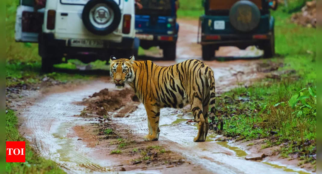 Best tiger reserves and sanctuaries in Maharashtra to spot tigers and leopards