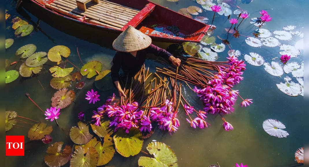 Where to see Vietnam’s beautiful lotus blooms and the best time to visit