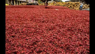 Chilli farmers in a fix as prices plummet in Andhra Pradesh