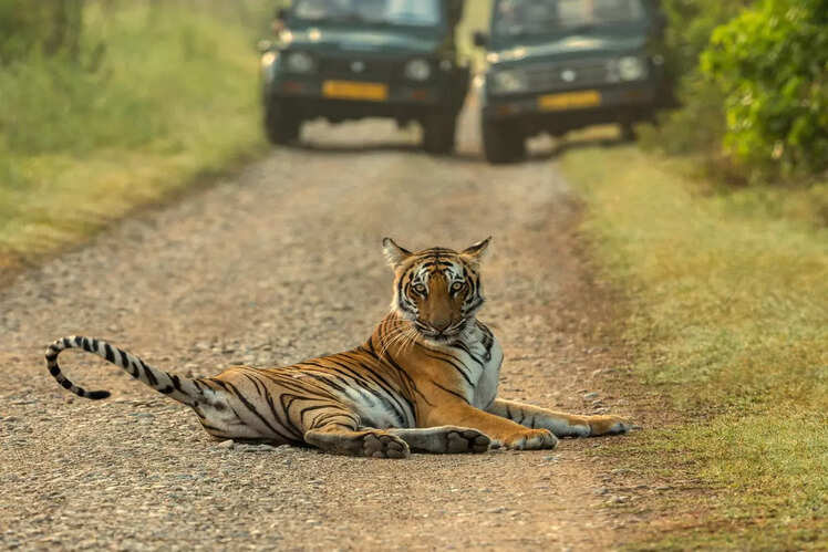 8 reasons to visit Jim Corbett National Park in February | Times of India  Travel