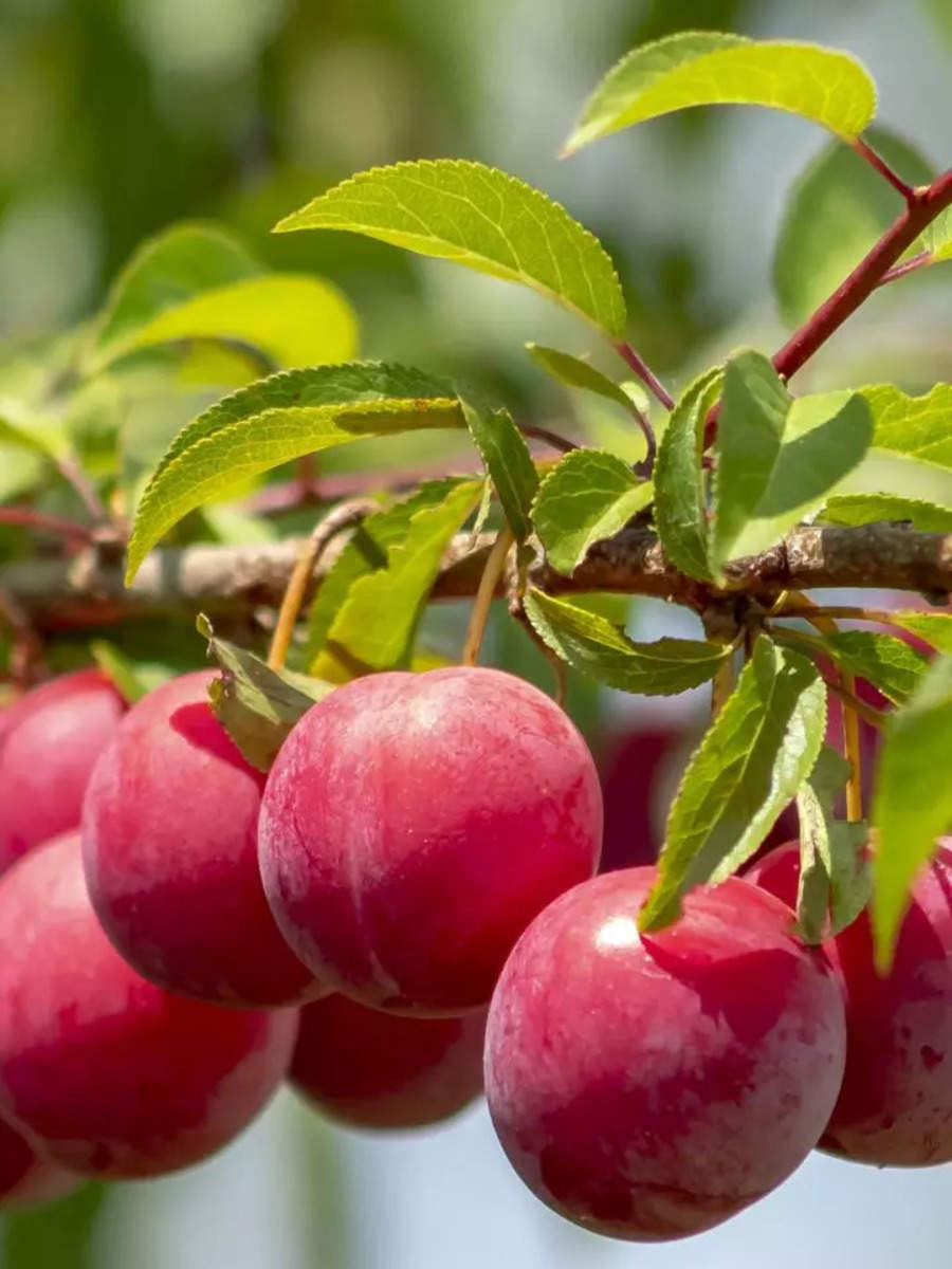 How to grow Plums in pots in the balcony garden