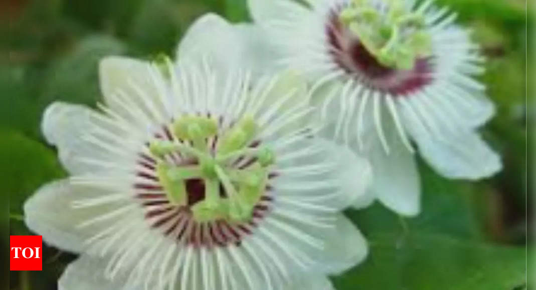 Why is passion flower nature's true 'dream plant'?