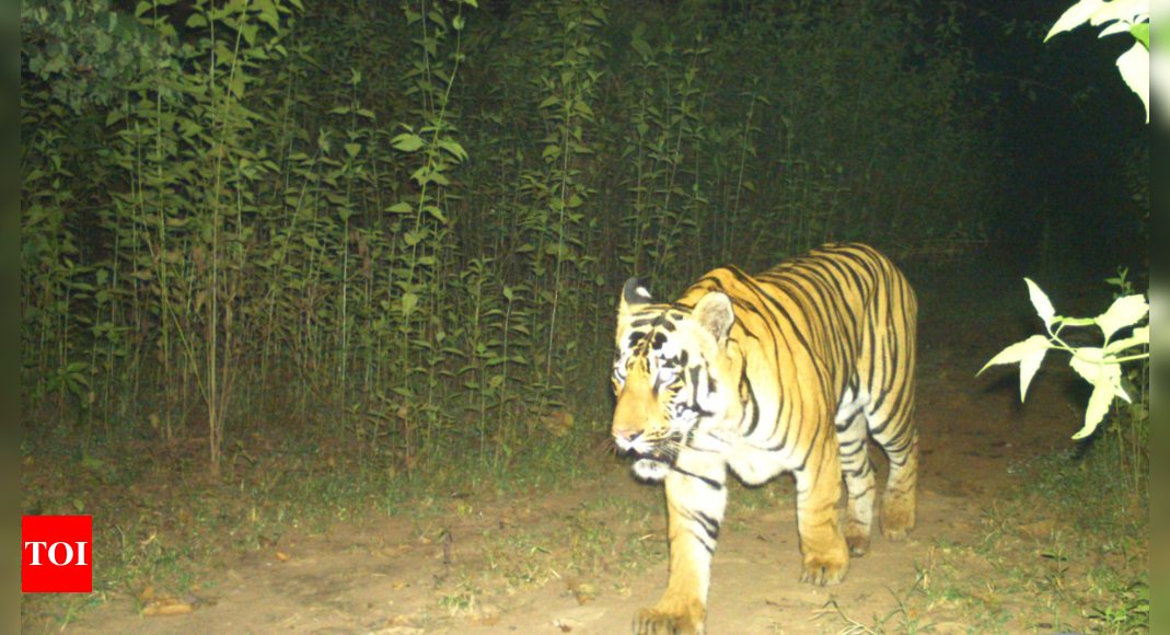 Chhattisgarh forest department intensifies tiger reserve security following WCCB poaching alert