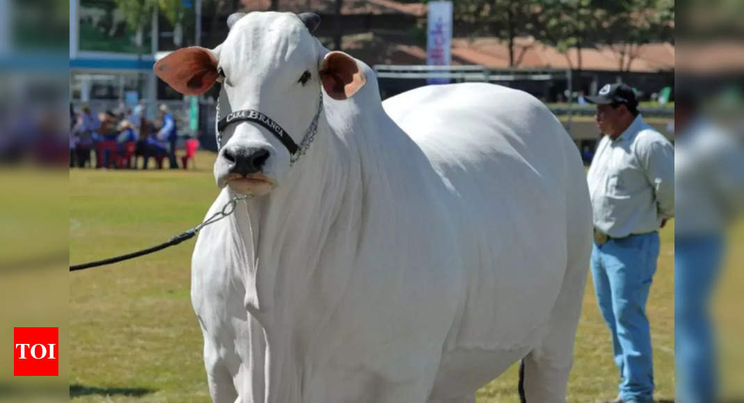 World's most expensive cow sold for $4.8 million