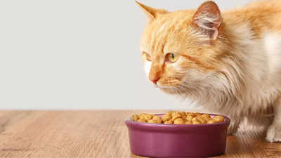 Best Cat Food For Persian Cats To Pamper Their Refined Taste-Buds With These Treats