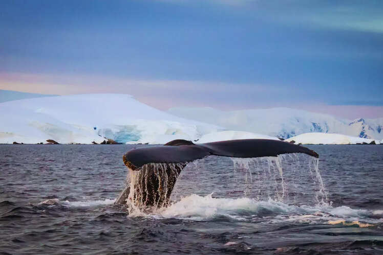 Whale-watching in Antarctica