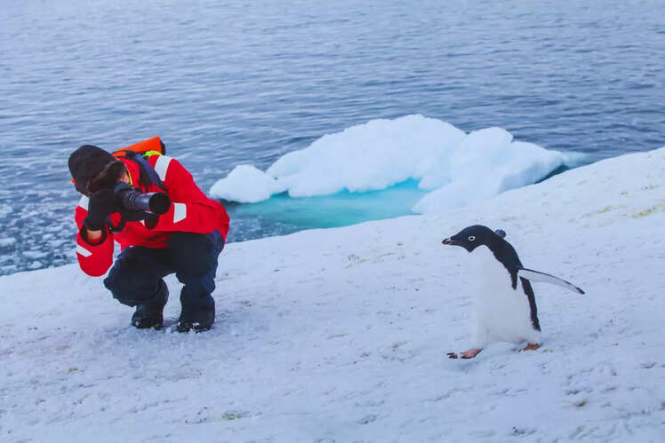 Wildlife experiences in Antarctica