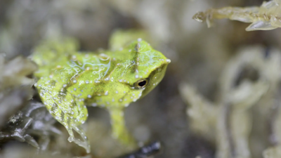 Tiny endangered Chilean froglets are born in London after a mission to save them from extinction