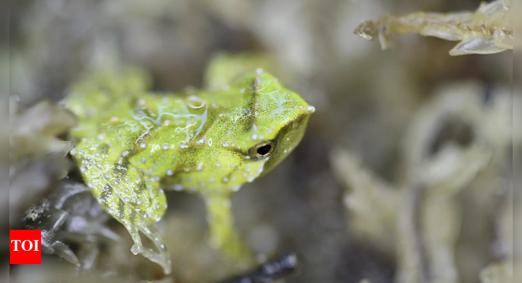 Tiny endangered Chilean froglets are born in London after a mission to save them from extinction – The Times of India