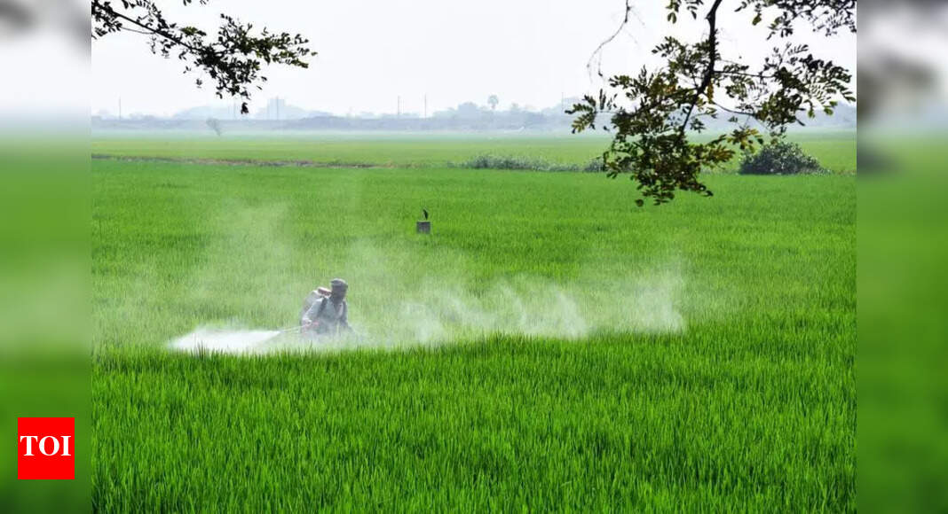 Another bogus paddy ‘scam’ unearthed in Rewa | Bhopal News - The Times ...