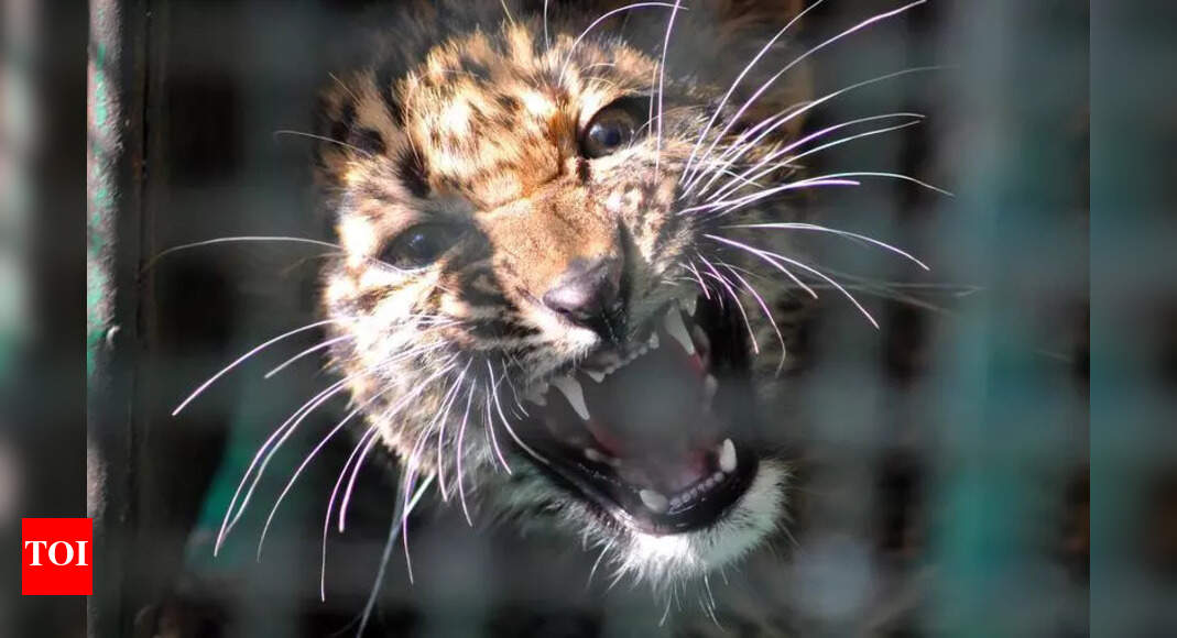 Leopard found dead was electrocuted by Pardhi gang | Bhopal News - The ...