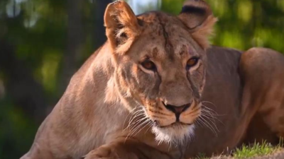 International Big Cat Alliance comes into force as a global legal entity