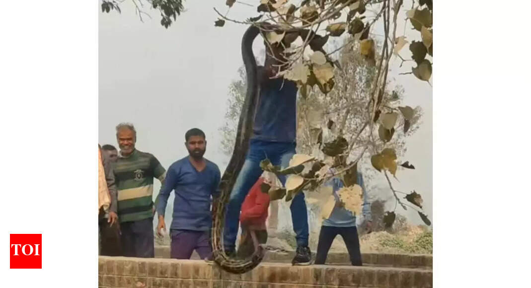 WATCH: Real-life hero pulls enormous python from canal in thrilling ...