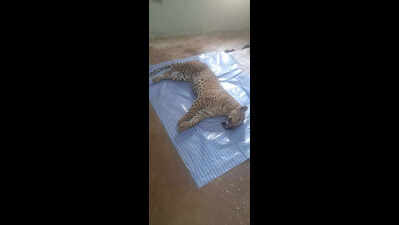 3-yr-old leopard killed in Bundi road mishap
