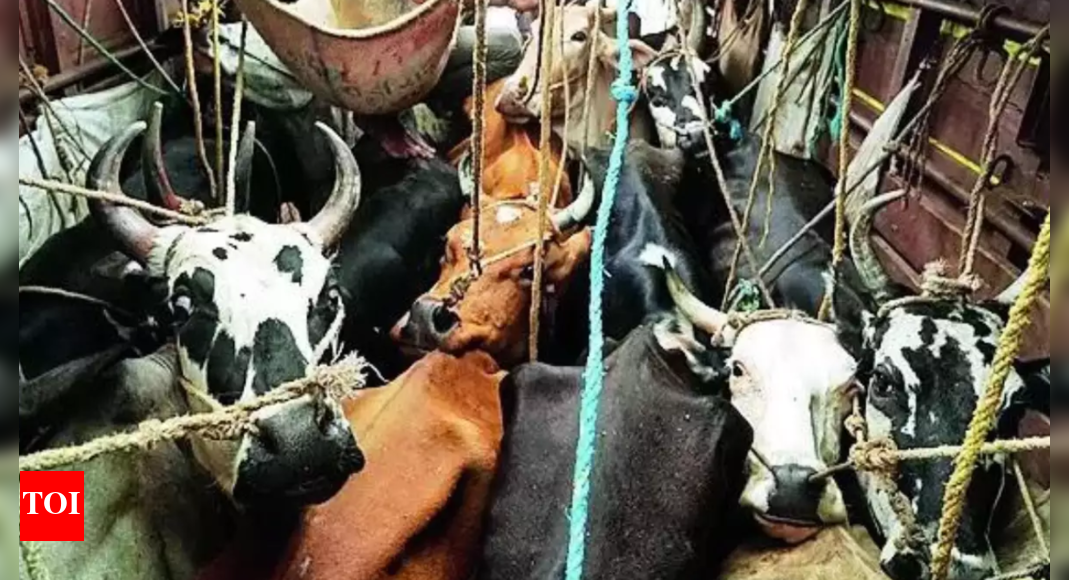 Karnataka govt may authorise 'shoot-at-sight' orders against cattle smugglers