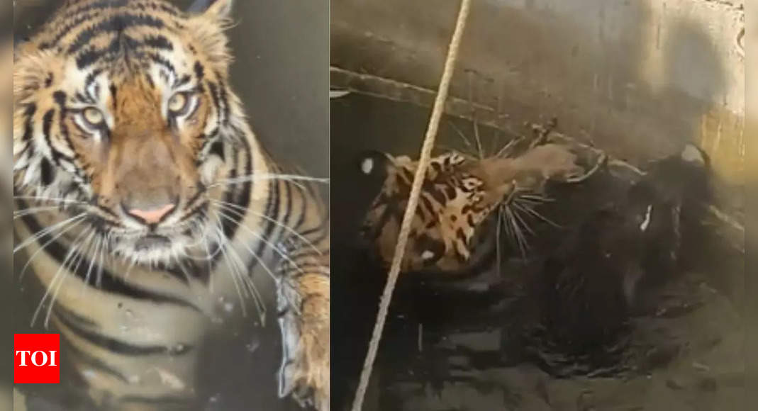 Unlikely pair: Tiger cub and wild boar fall into same well after chase goes wrong in Madhya Pradesh's Seoni; watch video