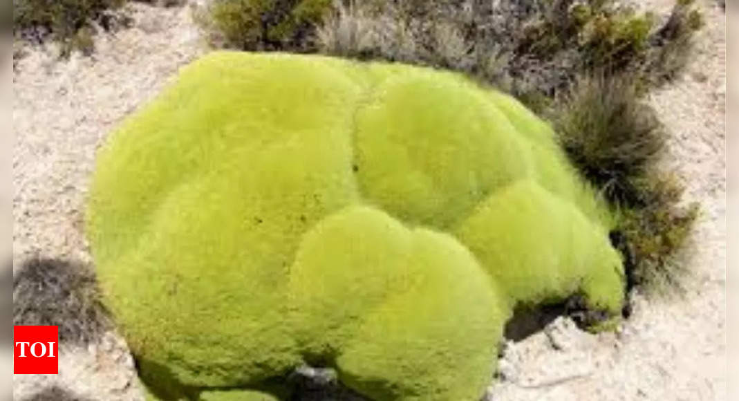 Can the Yareta plant really survive for 3000 years? Read more to uncover the mystery of this Andean plant