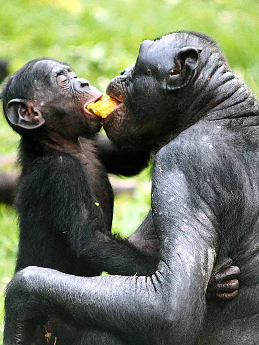 10 unfaithful animals that have no loyalty | Times of India