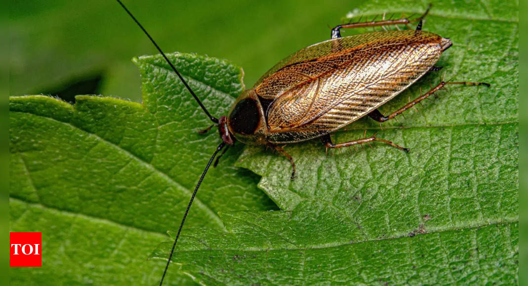 This zoo lets you name a cockroach after your ex and watch it become animal feed this Valentine's Day