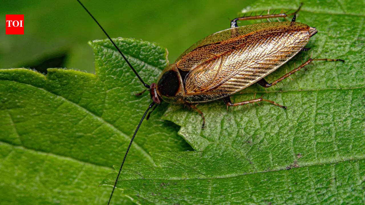 This zoo lets you name a cockroach after your ex and watch as it ...