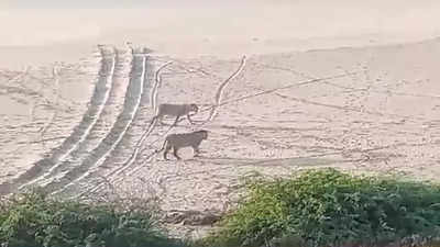 Two lions spotted on Diu