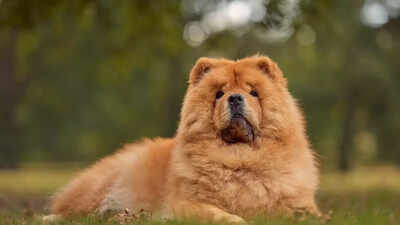 Chow Chow puppies painted as tigers? Here’s how visitors reacted when the Chinese zoo admitted the deception