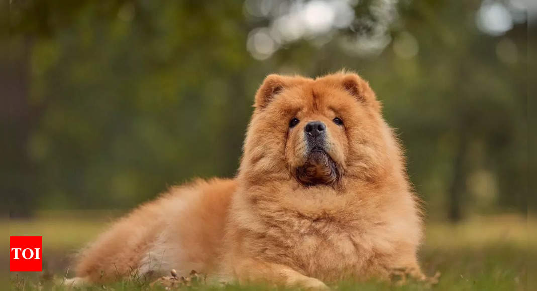 Chow Chow puppies painted as tigers? Here’s how visitors reacted when the Chinese zoo admitted the deception