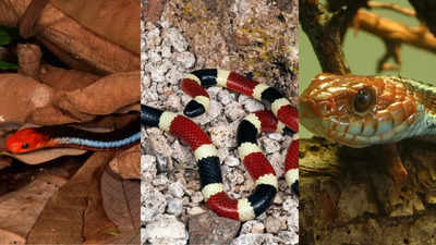 Top 5 beautiful snakes in the world including king cobra, blue coral snake and more