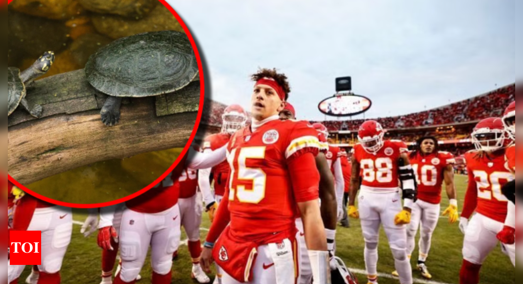 Thelma the turtle bets it all on the Chiefs to win Super Bowl LIX