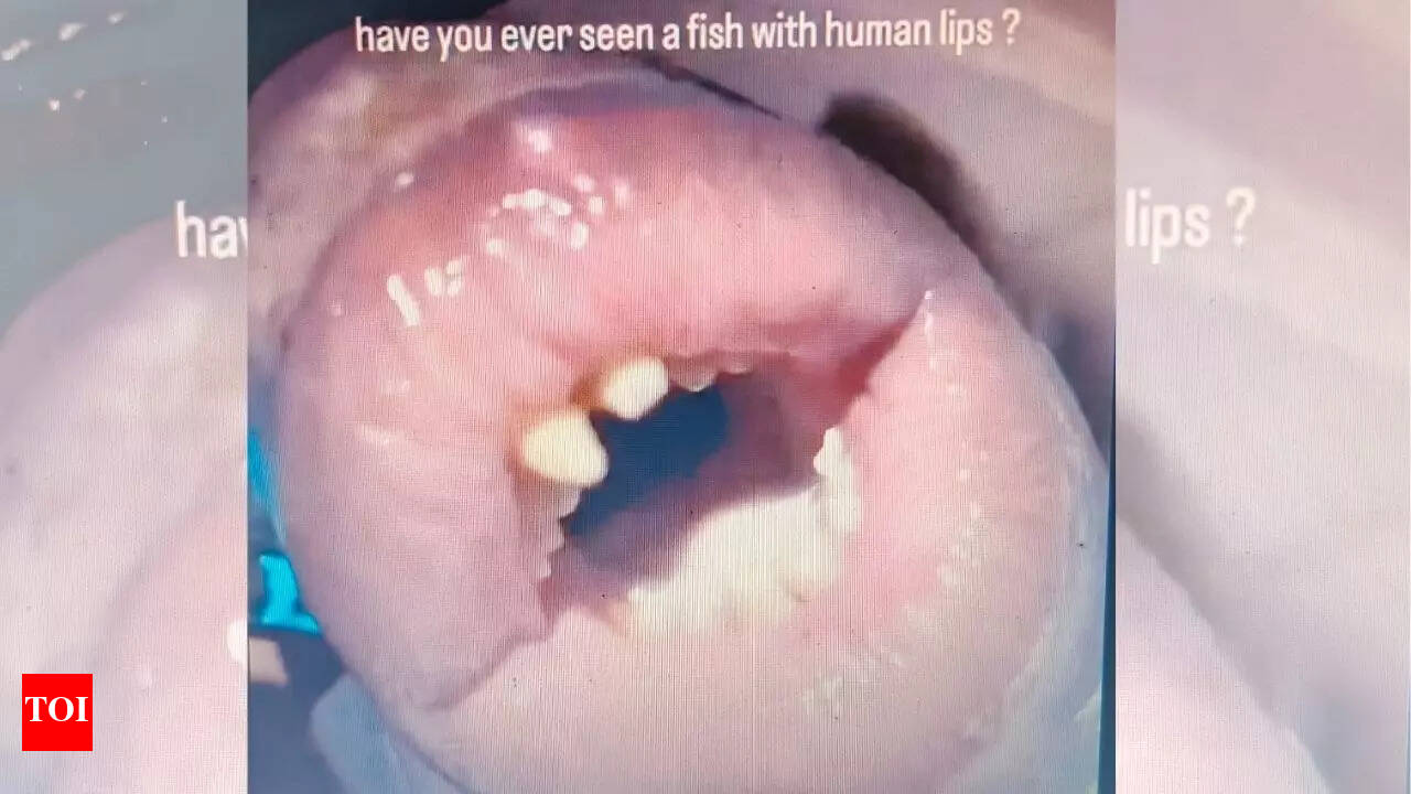Why Do Some Fish Have Lips And Some Don T - Infoupdate.org