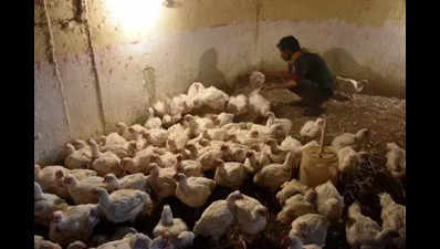 Alarming surge in poultry deaths in Andhra Pradesh