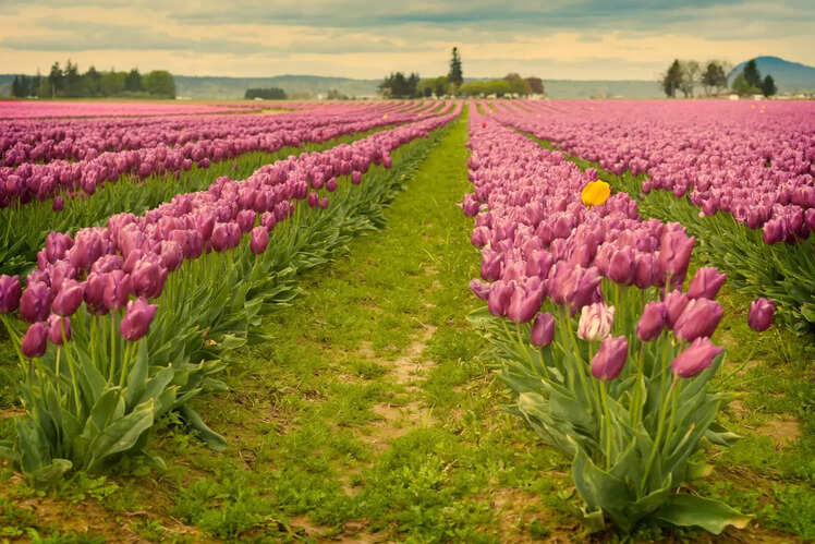 Skagit Valley, Washington