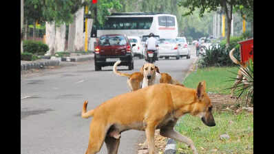 GHMC seeks HC nod for euthanasia of violent strays