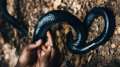 Home sweet home… for 102 snakes! Aussies' 'bizarre' backyard discovery