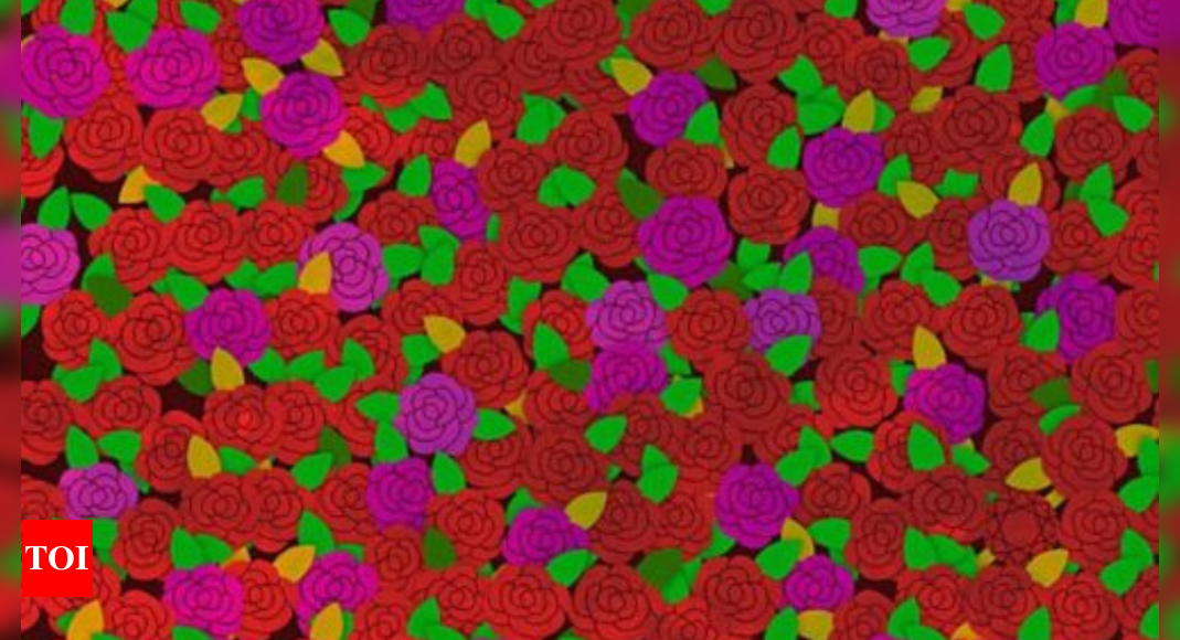 Optical Illusion: Only a sharp-eyed person can spot the red ruby among roses