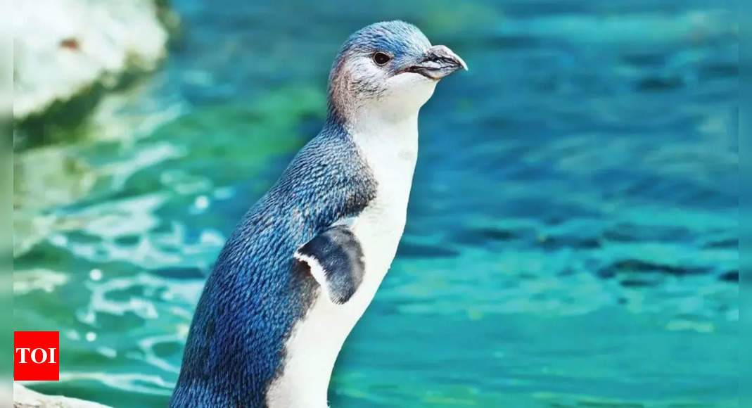 World’s smallest Penguins are blue in colour and have THIS adorable name – The Times of India