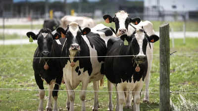 New type of bird flu found in dairy cows in Nevada; Here’s all you need to know