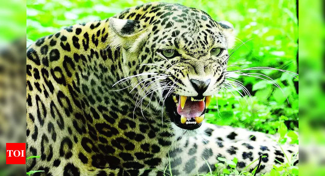 After wolves, now leopard terrorises UP's Bahraich