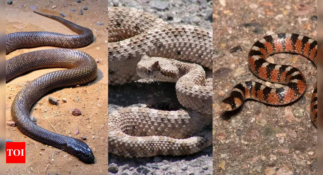 10 snakes that live in deserts from Inland Taipan to Rattlesnakes